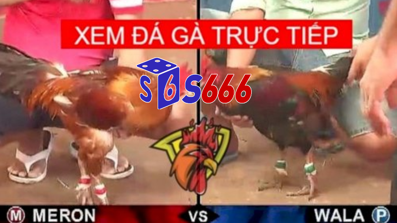 Đá gà trực tiếp hôm nay tại S6666